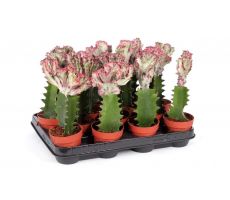 Euphorbia actea 'Cristata, pot 10,5 cm, h 30 cm