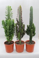 Euphorbia mix, pot 17 cm, h 40 cm