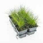 Festuca gautieri 'Pic Carlit' 6 stuks - afbeelding 1