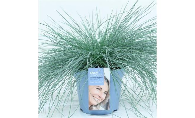 Festuca glauca 'Intens Blue, pot 17 cm, h 30 cm