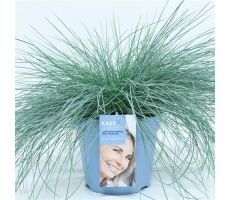 Festuca glauca 'Intens Blue, pot 17 cm, h 30 cm