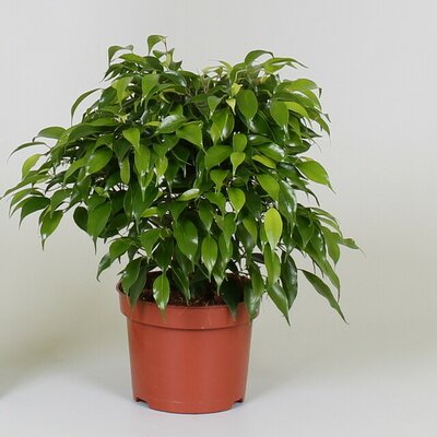 Ficus benja. 'Green Kinky, pot 12 cm, h 25 cm