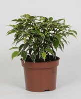 Ficus benja. 'Kinky, pot 12 cm, h 25 cm