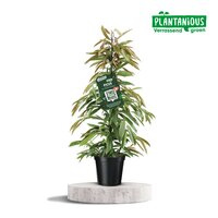 Ficus binn. 'Amstel King, pot 21 cm, h 105 cm