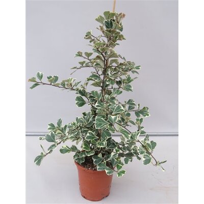 Ficus triangularis 'Sweetheart, pot 17 cm, h 90 cm