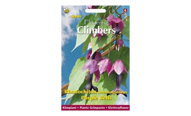 Flowering climbers rhodochiton 10zd