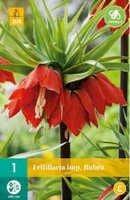 Fritillaria imp. rubra 1st