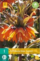 Fritillaria imp. sunset 1st