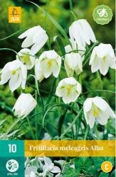 Fritillaria meleagris alba 10st