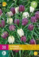 Fritillaria meleagris mix 30st - afbeelding 2