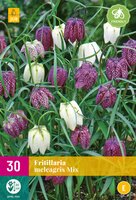 Fritillaria meleagris mix 30st