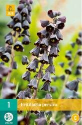 Fritillaria persica 1st