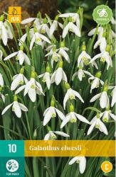 Galanthus elwesii 10st