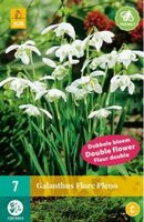 Galanthus flore pleno 7st