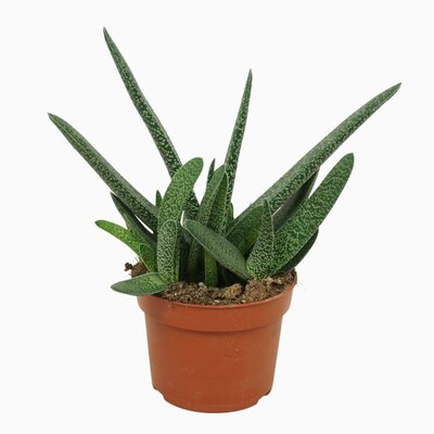 Gasteria carinata var. Verrucosa, pot 10,5 cm, h 20 cm