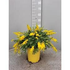 Genista spachiana, pot 13 cm, h 25 cm