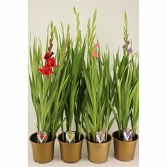 Gladiolus KL 'Glamini, pot 19 cm, h 75 cm