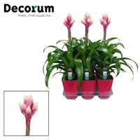 Guzmania  'Candy, pot 12 cm, h 40 cm