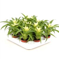 Guzmania  'Evelien, pot 9 cm, h 25 cm