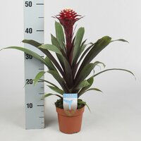 Guzmania  'Francesca, pot 13 cm, h 45 cm - afbeelding 2