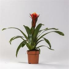 Guzmania  'Happyness, pot 12 cm, h 45 cm