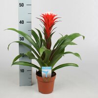 Guzmania  'Hope, pot 12 cm, h 40 cm