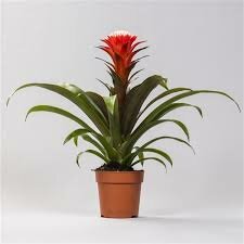 Guzmania  'Hope, pot 12 cm, h 45 cm