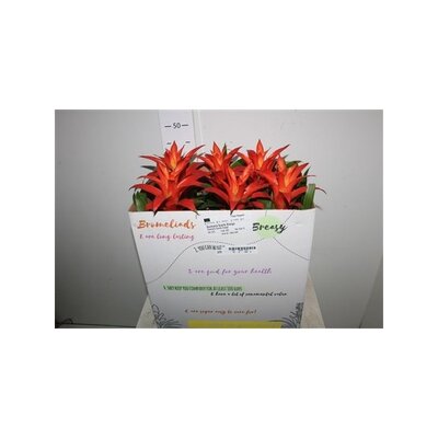 Guzmania  'Suerte Orange, pot 12 cm, h 50 cm