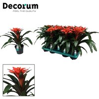 Guzmania  'Tutti Frutti, pot 13 cm, h 40 cm