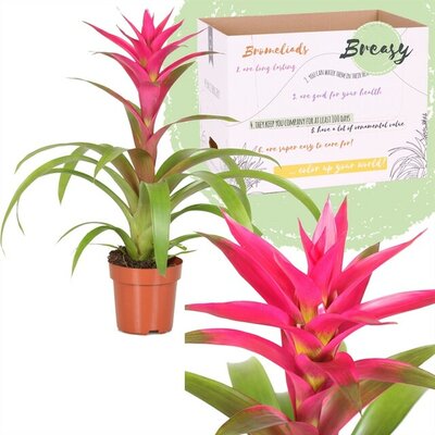 Guzmania  'Voila, pot 12 cm, h 50 cm