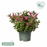 Hebe addenda Mix, pot 12 cm, h 30 cm - afbeelding 2