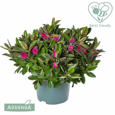 Hebe Donna® Eva(Addenda), pot 17 cm, h 20 cm