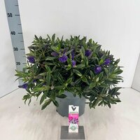 Hebe Donna® Isa Blue (Addenda), pot 23 cm, h 35 cm