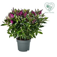 Hebe Donna® 'Nikka' (Addenda) , pot 15 cm, h 30 cm