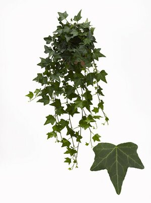 Hedera helix 'Pittsburgh, pot 13 cm, h 20 cm