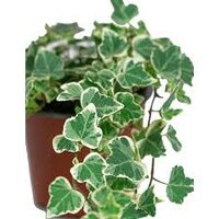 Hedera helix 'White Ripple, pot 13 cm, h 25 cm