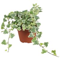 Hedera helix 'White Wonder, pot 13 cm, h 20 cm - afbeelding 2