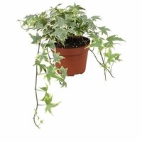 Hedera helix 'Yellow Ripple, pot 13 cm, h 25 cm