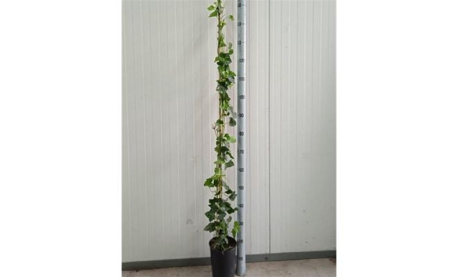 Hedera Hibernica (Klimop), pot 19 cm, h 170 cm, klimplant in pot - afbeelding 1