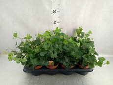 Hedera hibernica, pot 13 cm, h 25 cm