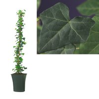 Hedera hibernica, pot 14 cm, h 100 cm