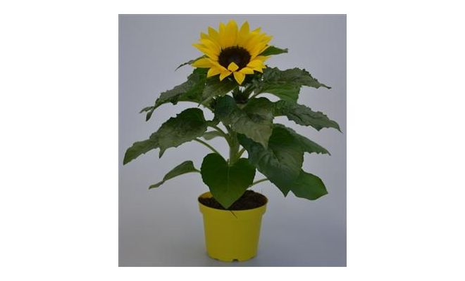 Helianthus an. 'Sunsation, pot 13 cm, h 35 cm