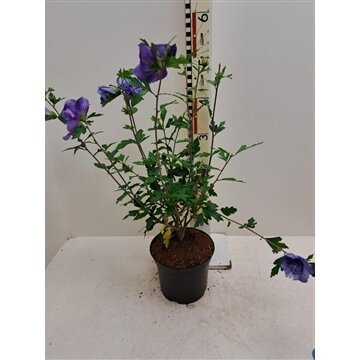 hibiscus syr. Blue Chiffon, pot 19 cm, h 50 cm