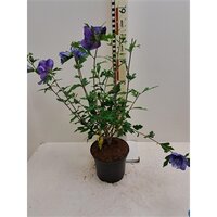 hibiscus syr. Blue Chiffon, pot 19 cm, h 50 cm