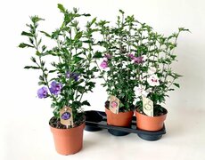 Hibiscus syriacus Mix, pot 19 cm , h 55 cm - afbeelding 2