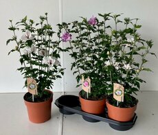 Hibiscus syriacus Mix, pot 19 cm , h 55 cm - afbeelding 1