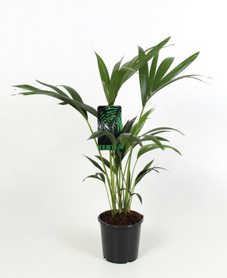 Howea forsteriana, pot 17 cm, h 90 cm