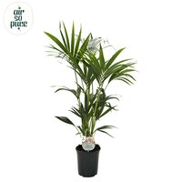 Howea forsteriana, pot 21 cm, h 130 cm