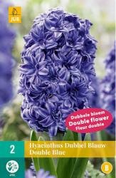 Hyacinthus dubbel blauw 2st