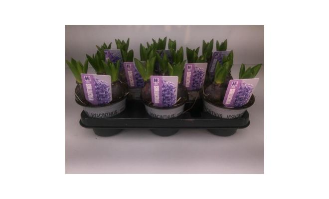 Hyacinthus Orientalis, meerdere variaties